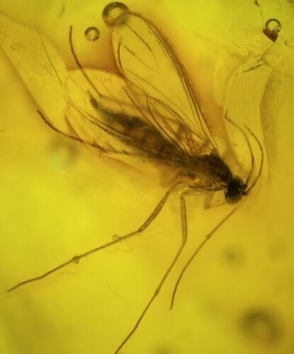 Unidentified Fossil Insect In Baltic Amber #45171